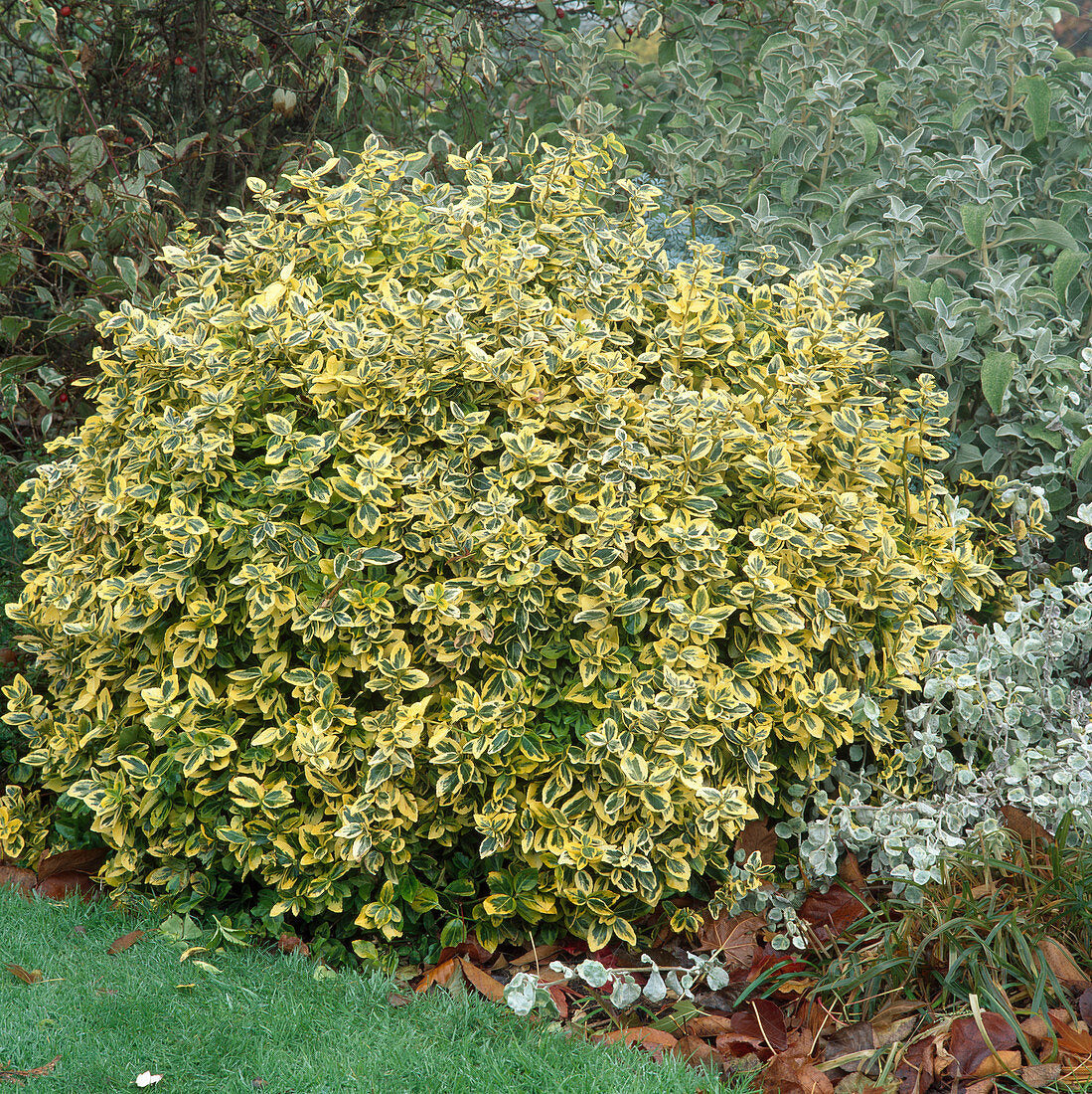 Euonymus 'Emerald & Gold'