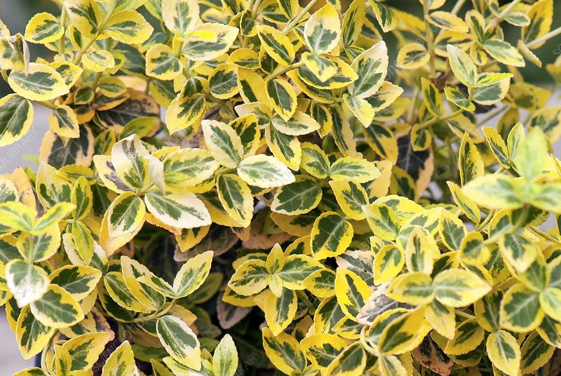 Euonymus 'Emerald & Gold'