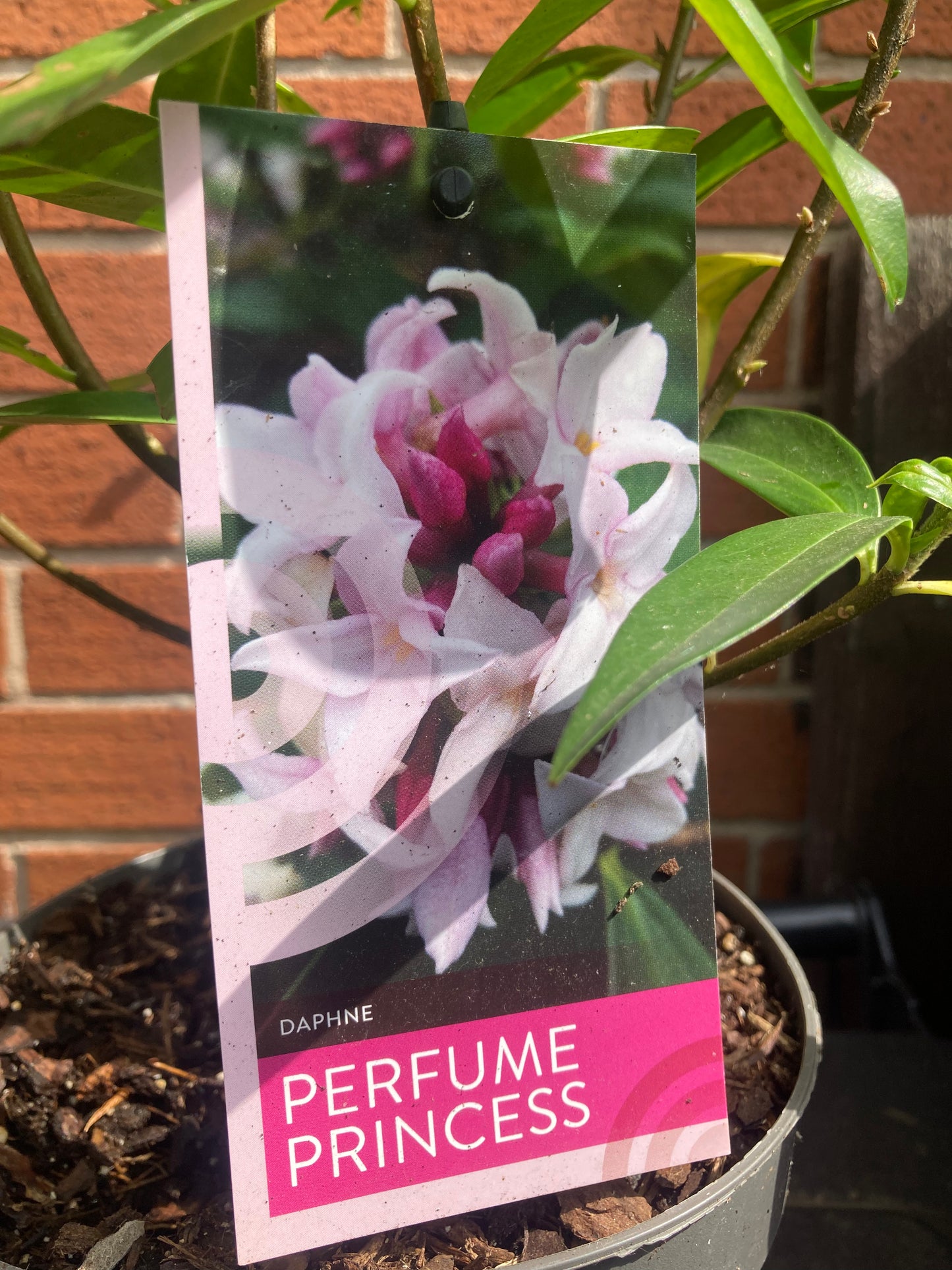 Daphne ‘Perfume Princess