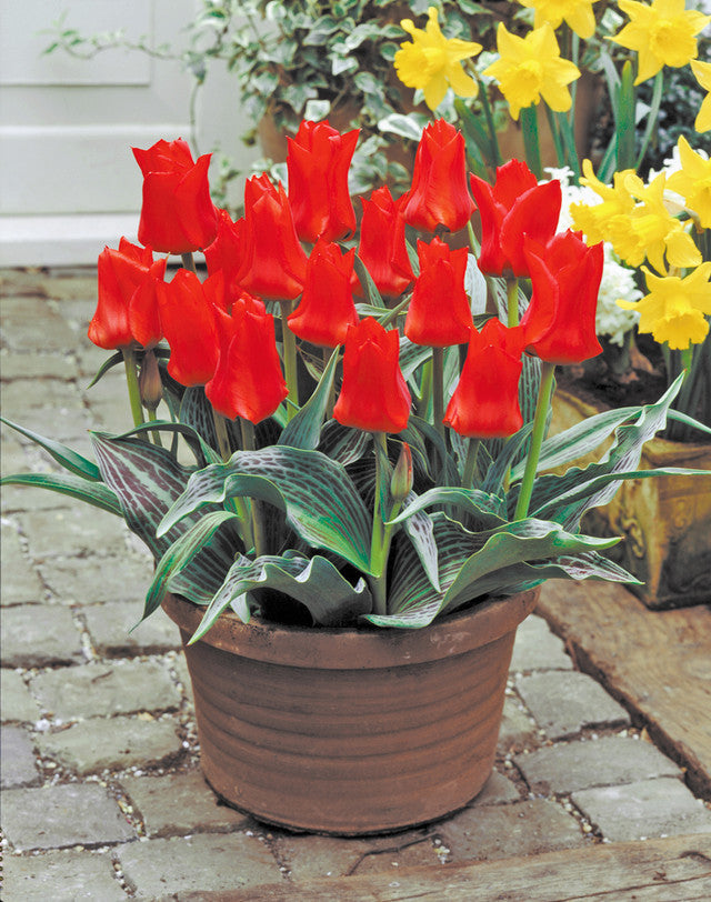 Tulip 'Red Riding Hood'