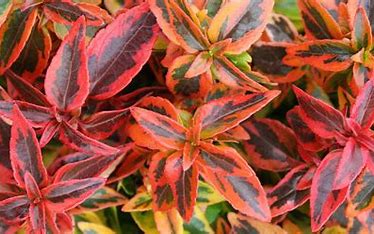 Abelia grandifolia - 'Kaleidoscope'