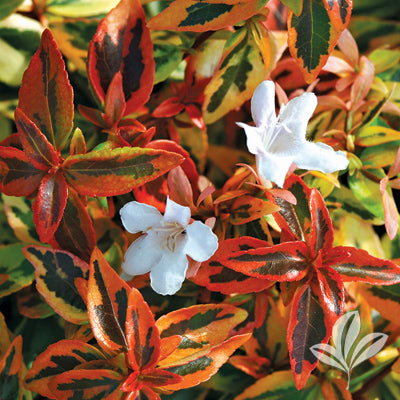 Abelia grandifolia - 'Kaleidoscope'