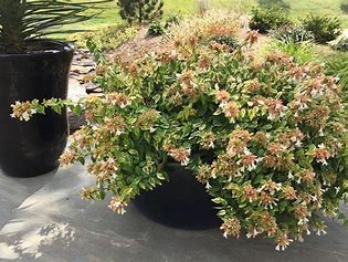 Abelia grandifolia - 'Kaleidoscope'