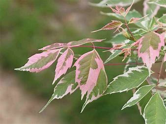 Acer negundo 'Flamingo'