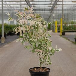 Acer negundo 'Flamingo'