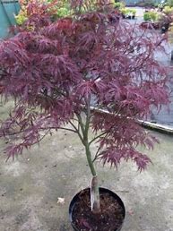 Acer palmatum 'Garnet'