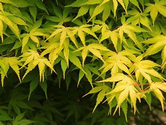 Acer palmatum 'Katsura'
