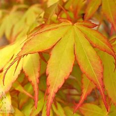 Acer palmatum 'Katsura'