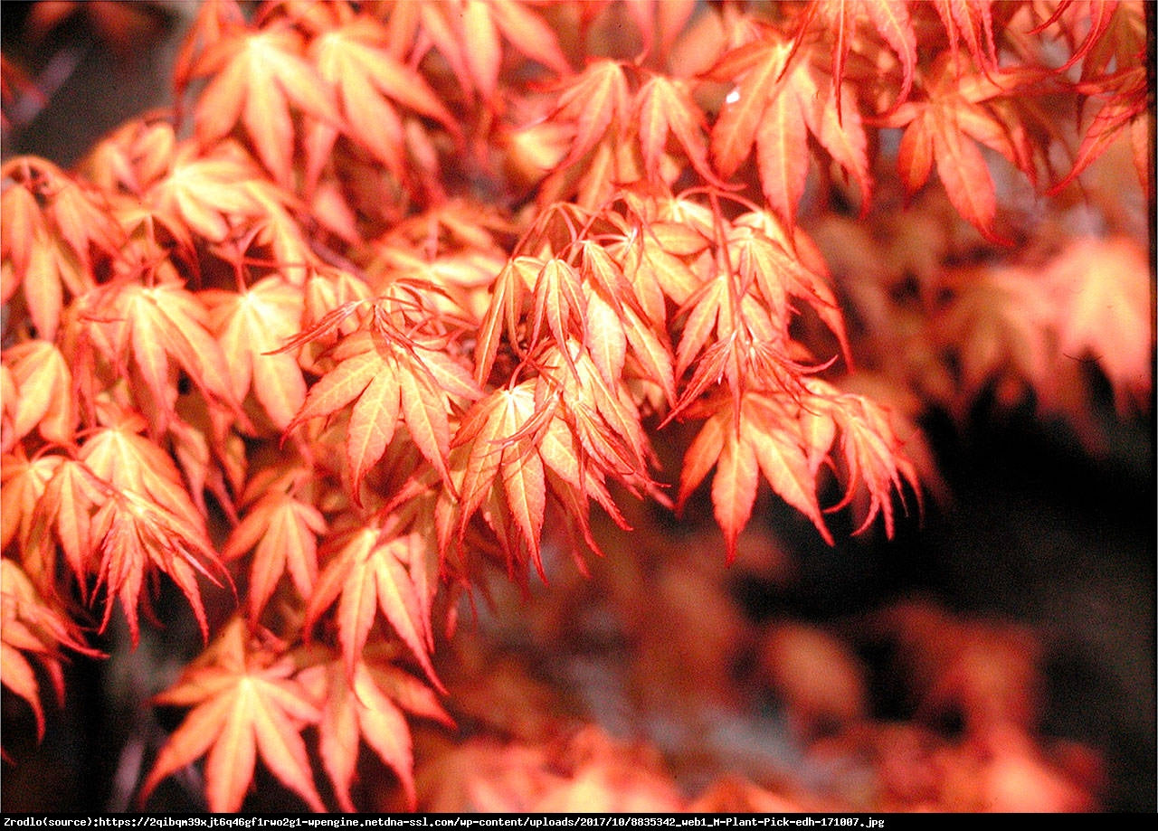 Acer palmatum 'Katsura'