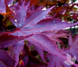 Acer palmatum 'Bloodgood'
