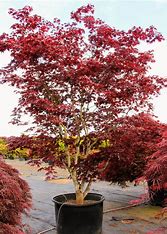 Acer palmatum 'Bloodgood'