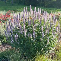 Agastache 'Blue Fortune' (Giant Hyssop)