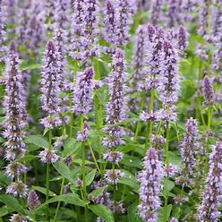 Agastache 'Blue Fortune' (Giant Hyssop)