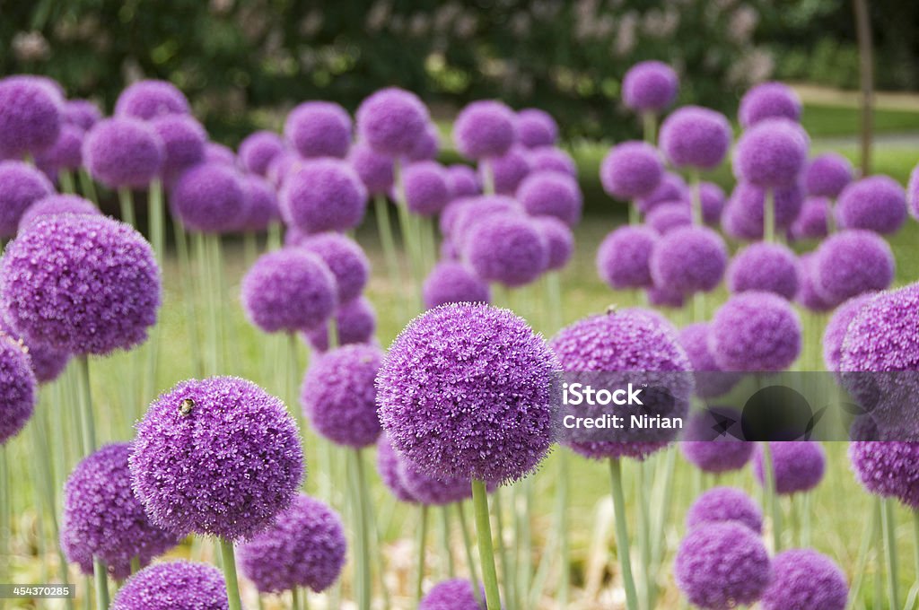 Allium - Gladiator
