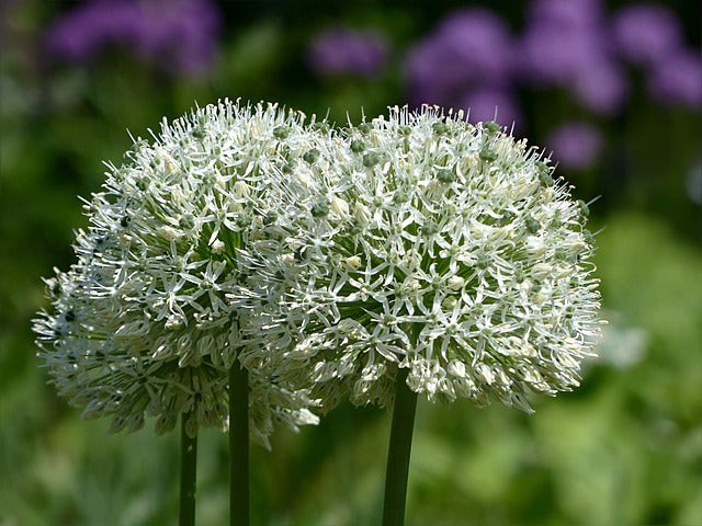 Allium - Mount Everest