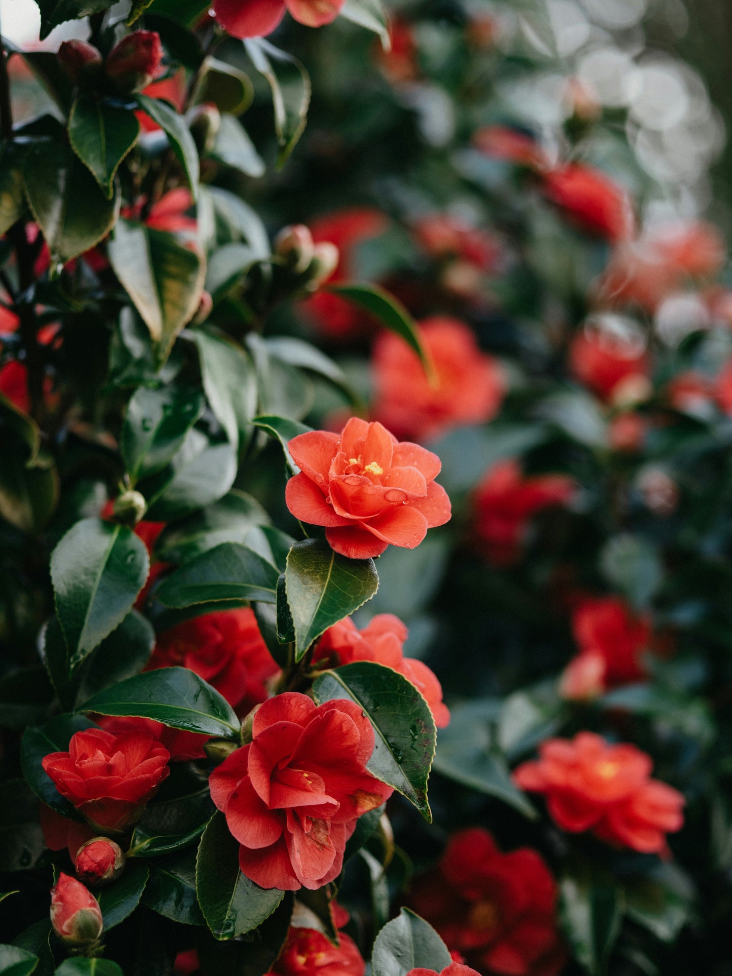 Camellia Japonica