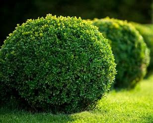 Buxus sempervirens - Ball