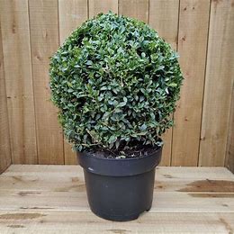 Buxus sempervirens - Ball
