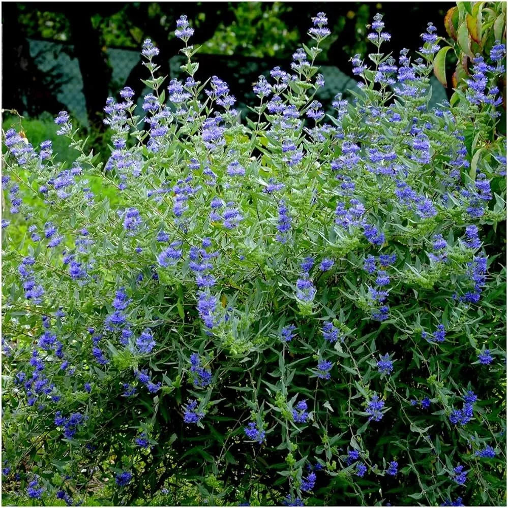Caryopteris clandonensis 'Heavenly Blue'