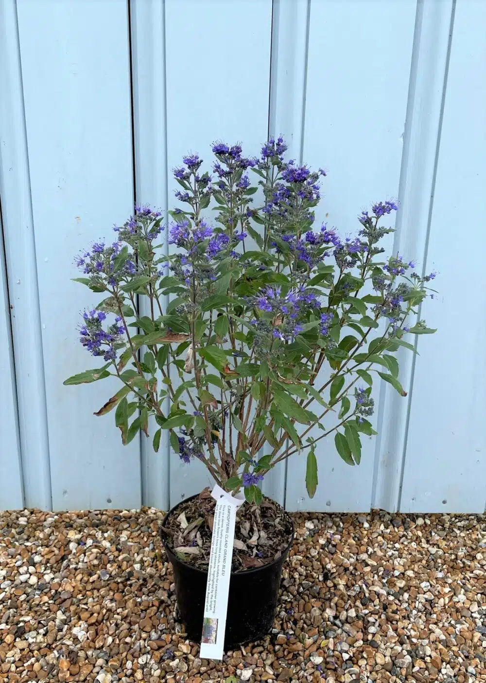 Caryopteris clandonensis 'Heavenly Blue'