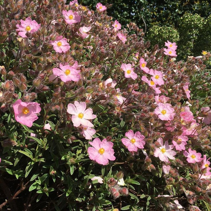 Cistus 'Silver Pink'