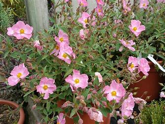 Cistus 'Silver Pink'