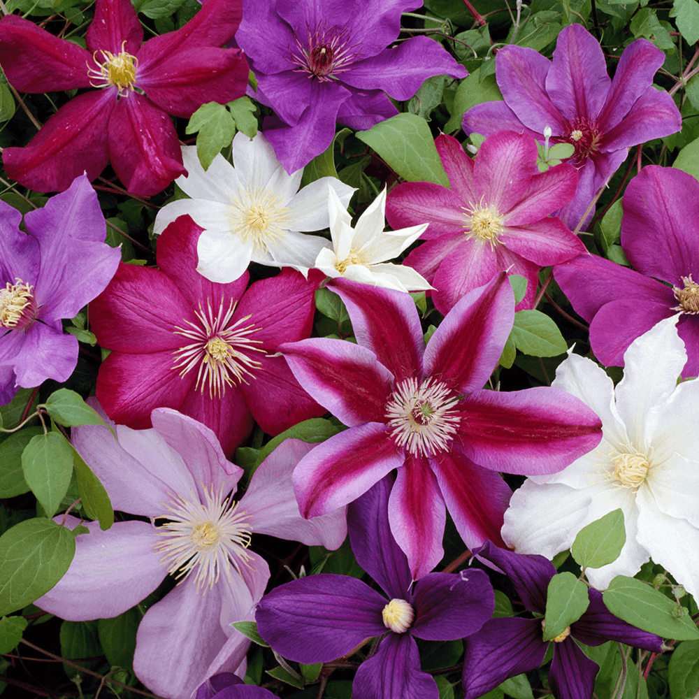 Clematis montana