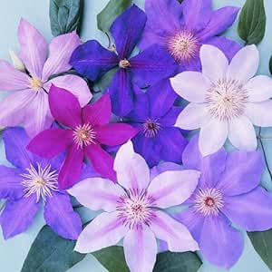 Clematis montana