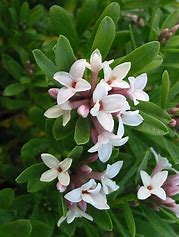 Daphne transatlantica - Eternal Fragrance.