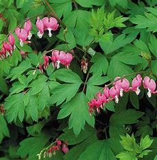 Dicentra spectabilis - Bleeding Heart.