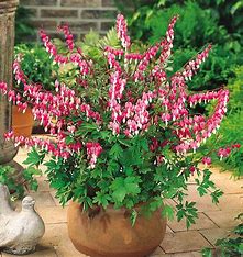 Dicentra spectabilis - Bleeding Heart.