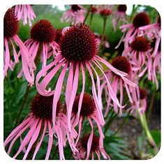 Echinacea pallida