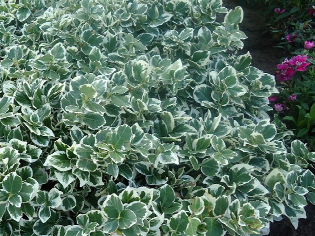 Euonymus Emerald Gaiety
