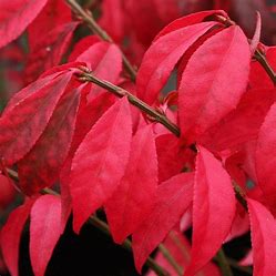 Euonymus alatus - Winged Spindle Bush.