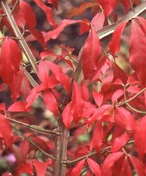 Euonymus alatus - Winged Spindle Bush.