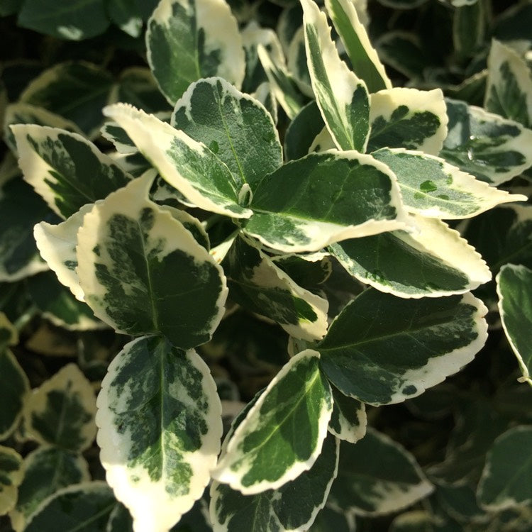 Euonymus Emerald Gaiety