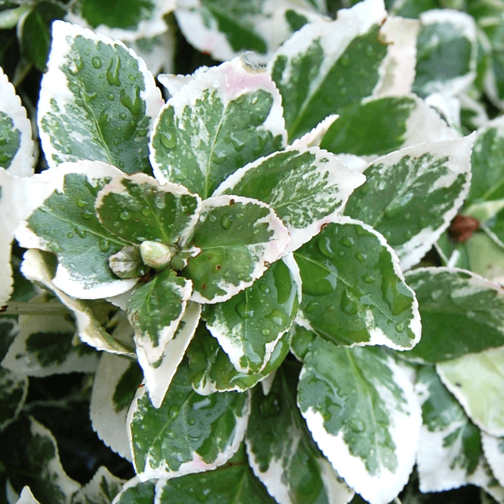 Euonymus Emerald Gaiety