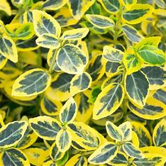 Euonymus 'Emerald & Gold'