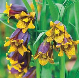 Fritillaria Uva vulpis
