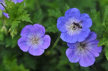 Geranium 'Rozanne'