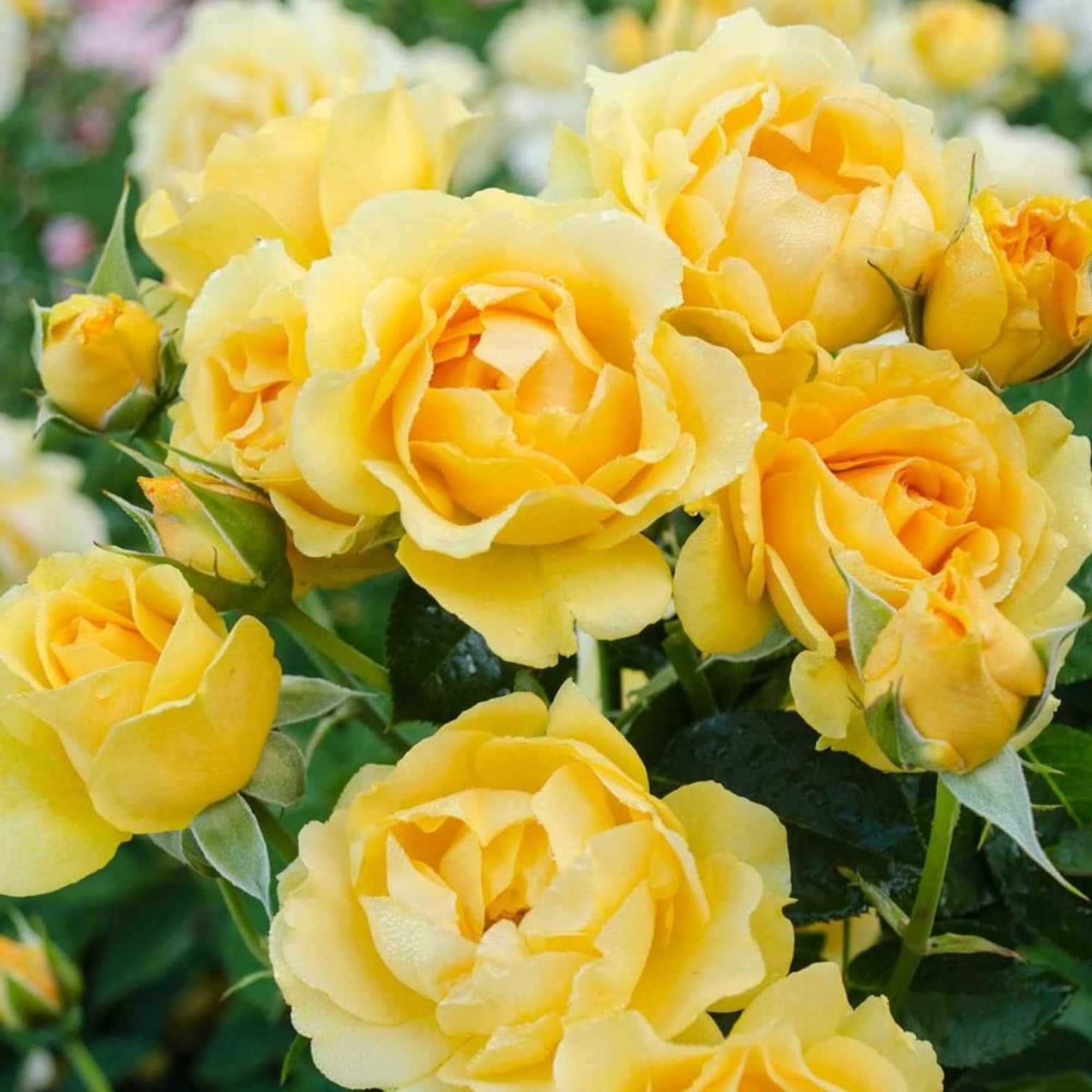 Golden Wedding Anniversary Rose
