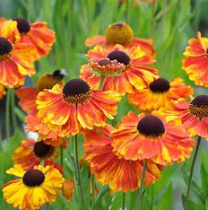 Helenium 'Moerheim Beauty