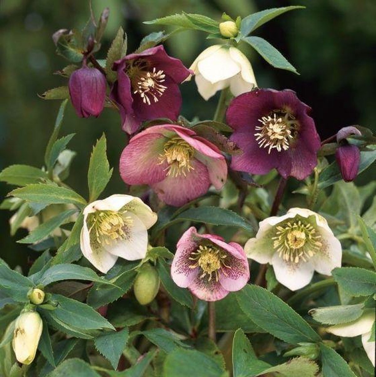 Helleborus orientalis