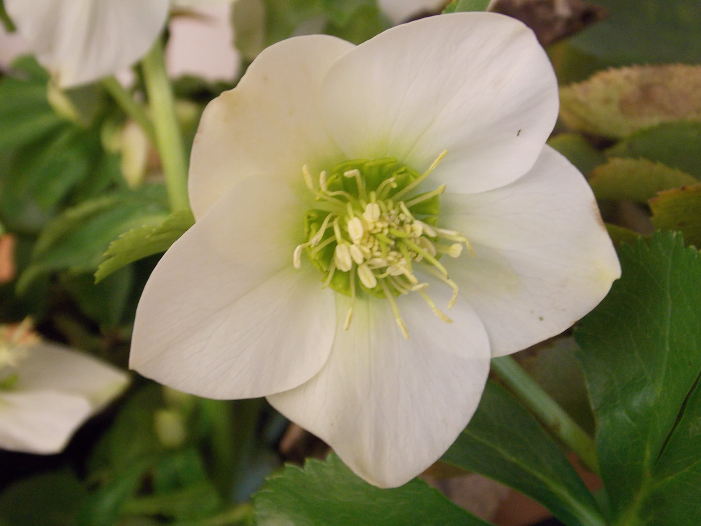 Helleborus orientalis