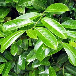 Prunus laurocerasus 'Rotundifolia' - Common Laurel