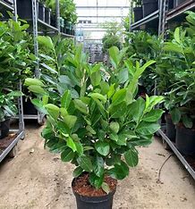 Prunus laurocerasus 'Rotundifolia' - Common Laurel