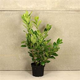 Prunus laurocerasus 'Rotundifolia' - Common Laurel