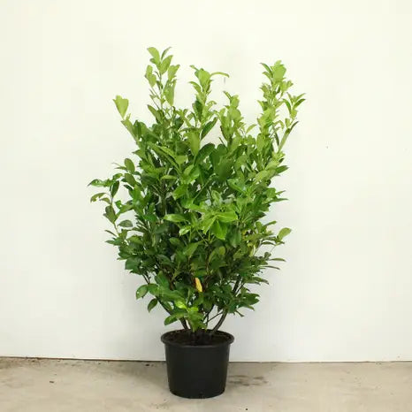 Prunus laurocerasus 'Rotundifolia' - Common Laurel