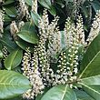 Prunus laurocerasus 'Rotundifolia' - Common Laurel