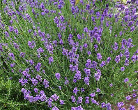Lavandula Munstead.